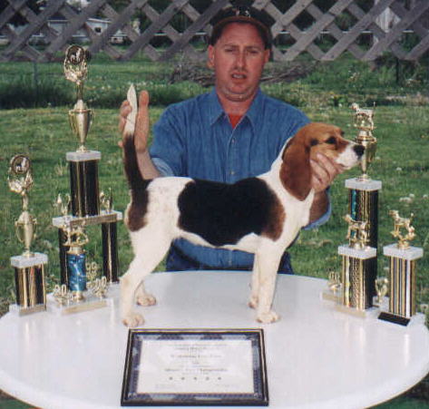 Hunting Beagles For Sale In Missouri